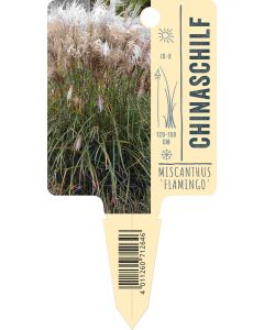 Miscanthus sinensis 'Flamingo', Bildstecketikett VS