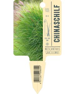 Miscanthus sinensis 'Gracillimus', Bildstecketikett VS