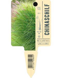 Miscanthus sinensis 'Gracillimus', Bildstecketikett VS