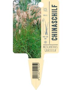 Miscanthus sinensis 'Graziella', Bildstecketikett VS