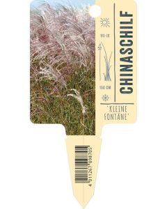 Miscanthus sinensis 'Kleine Fontäne', Bildstecketikett VS