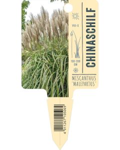Miscanthus sinensis 'Malepartus', Bildstecketikett VS