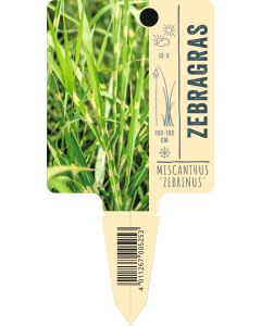 Miscanthus sinensis 'Zebrinus', Bildstecketikett VS