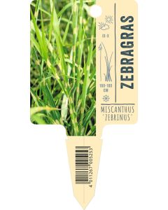 Miscanthus sinensis 'Zebrinus', Bildstecketikett VS