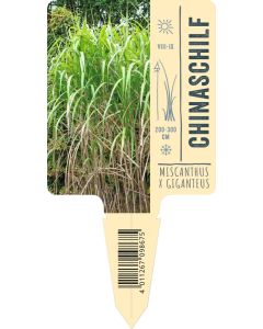 Miscanthus x giganteus, Bildstecketikett VS