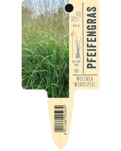 Molinia arundinacea 'Windspiel', Bildstecketikett VS