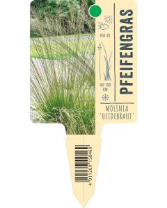 Molinia caerulea 'Heidebraut', Bildstecketikett VS