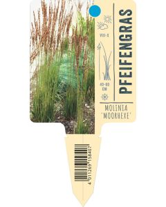 Molinia caerulea 'Moorhexe', Bildstecketikett VS