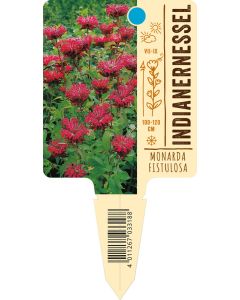 MonardaFistulosa-Hybride, Bildstecketikett VS: