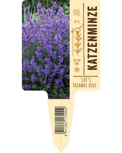 Nepeta faassenii 'Cat’s Pajamas Blue', Bildstecketikett VS