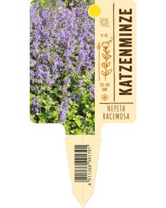 Nepeta racemosa, Bildstecketikett VS