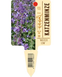 Nepeta racemosa 'Walker Low', Bildstecketikett VS