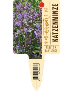 Nepeta x faassenii, Bildstecketikett VS