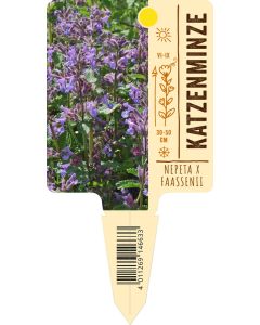 Nepeta x faassenii, Bildstecketikett VS