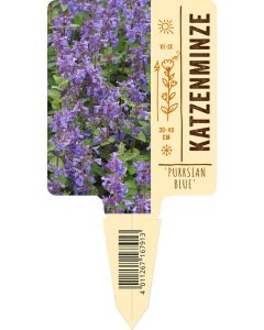 Nepeta x faassenii 'Purrsian Blue', Bildstecketikett VS