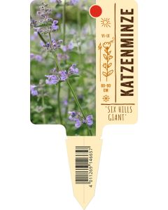 Nepeta x faassenii 'Six Hills Giant', Bildstecketikett VS