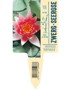 Nymphaea Hybride 'Laydekeri Purpurata', Bildstecketikett VS