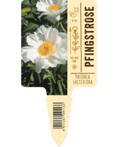 Paeonia lactiflora weiß VS