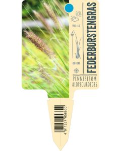 Pennisetum alopecuroides, Bildstecketikett VS