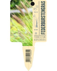 Pennisetum alopecuroides, Bildstecketikett VS