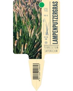 Pennisetum alopecuroides 'Japonicum', Bildstecketikett VS: