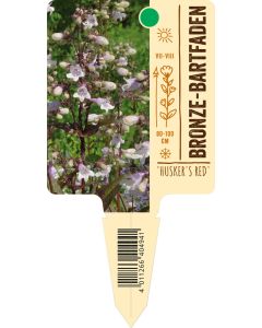 Penstemon digitalis 'Husker Red', Bildstecketikett VS: