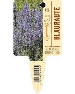 Perovskia atriplicifolia, Bildstecketikett VS
