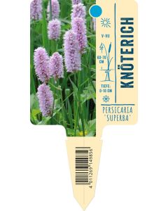 Persicaria bistorta 'Superba', Bildstecketikett VS