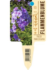 Phlox paniculata-Hybr., Bildstecketikett VS