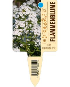 PhloxPaniculata-Hybride, Bildstecketikett VS: