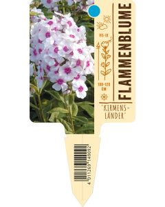 Phlox paniculata 'Kirmensländer', Bildstecketikett VS
