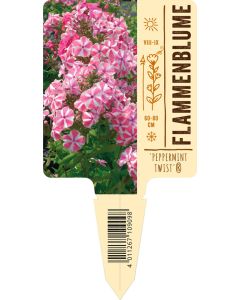 Phlox paniculata 'Peppermint Twist', Bildstecketikett VS: