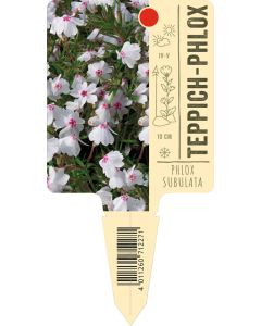 Phloxsubulata, Bildstecketikett VS: