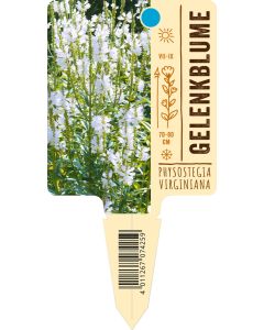 Physostegiavirginiana, Bildstecketikett VS: