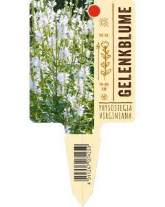 Physostegia virginiana, Bildstecketikett VS