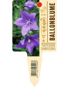 Platycodon grandiflorus, Bildstecketikett VS