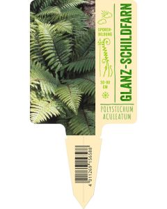 Polystichum aculeatum VS