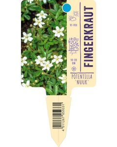 Potentilla tridentata 'Nuuk', Bildstecketikett VS