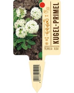 'Alba', Bildstecketikett VS: