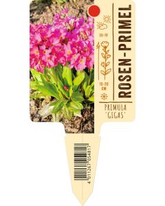 Primula rosea 'Gigas', Bildstecketikett VS: