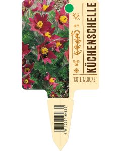 Pulsatilla vulgaris 'Rote Glocke', Bildstecketikett VS: