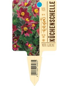 Pulsatilla vulgaris 'Rote Glocke', Bildstecketikett VS: