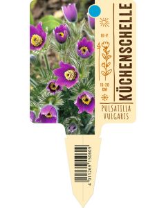 Pulsatilla vulgaris, Bildstecketikett VS