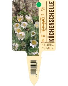 Pulsatilla vulgaris, Bildstecketikett VS