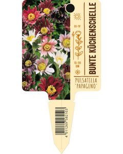 Pulsatilla'Papageno', Bildstecketikett VS: