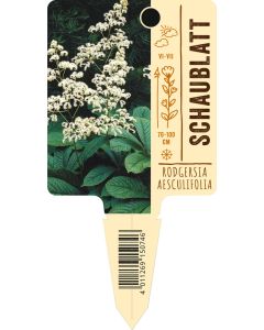 Rodgersia aesculifolia, Bildstecketikett VS