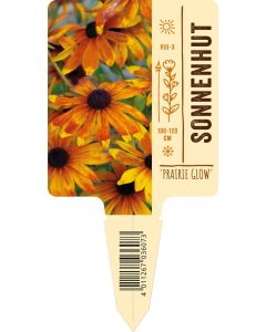 Rudbeckia triloba 'Prairie Glow' VS