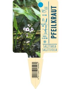 Sagittaria sagittifolia, Bildstecketikett VS