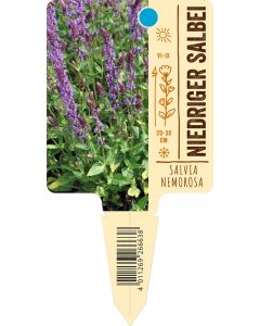 Salvia nemorosa, Bildstecketikett VS