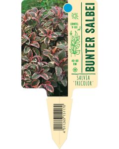 Salvia offc. 'Tricolor', Bildstecketikett VS